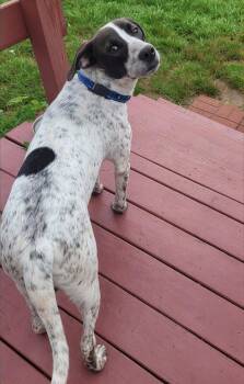 Freddie Mercury -  Pointer Dog for Adoption in Powell, Ohio - Freddie Mercury | PetCurious