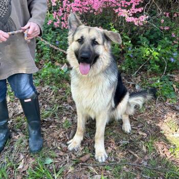 Rescue German Shepherd Dog Dogs for Adoption in Bartlett, Tennessee - Apollo | PetCurious