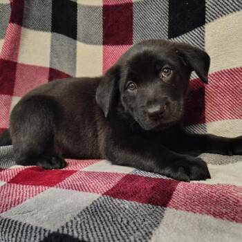 Wirehaired Pointing Griffon and Black Labrador Retriever Dogs Available for Adoption in Coos Bay, Oregon - Colby | PetCurious