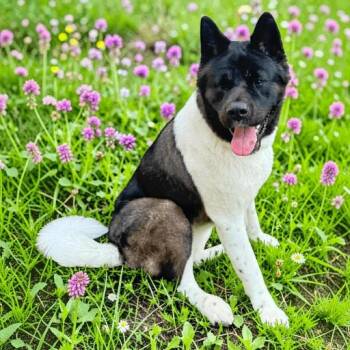 Tank -  Akita Dog for Adoption in Fort Worth, Texas - Tank | PetCurious