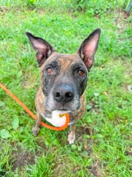Hazeltine -  Pit Bull Terrier Dog for Adoption in Chicago, Illinois - Hazeltine | PetCurious