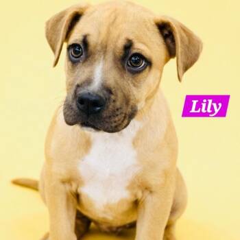 Pit Bull Terrier and Labrador Retriever Dogs Available for Adoption in South Elgin, Illinois - Lilly | PetCurious