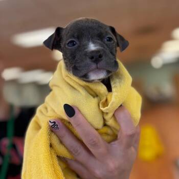 Autumn -  Mixed Breed Dog for Adoption in Springboro, Ohio - Autumn | PetCurious