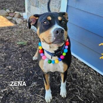 Mixed Breed Dogs Available for Adoption in Sevierville, Tennessee - Warrior Princess Zena | PetCurious