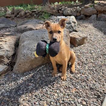 Vinyl- In Foster! -  Cattle Dog and Mixed Breed Dog for Adoption in Flagstaff, Arizona - Vinyl- In Foster! | PetCurious