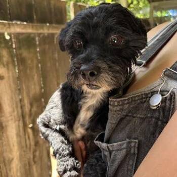Curly -  Terrier Dog Available for Adoption in Sonoma, California - Curly | PetCurious