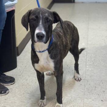 Labrador Retriever and Mixed Breed Dogs Available for Adoption in Lucedale, Mississippi - MICKEY | PetCurious