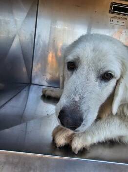 Rescue Mixed Breed Dogs for Adoption in Dallas, Texas - MANDY | PetCurious