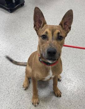 Scooby Snack -  German Shepherd Dog and Mixed Breed Dog for Adoption in Fishers, Indiana - Scooby Snack | PetCurious