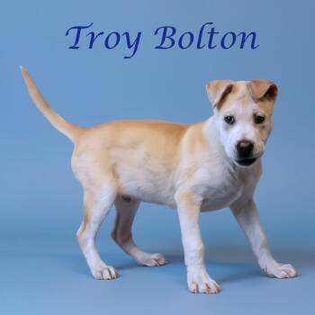 Troy Bolton D26-031 -  Shar Pei and Mixed Breed Dog for Adoption in Lebanon, Tennessee - Troy Bolton D26-031 | PetCurious