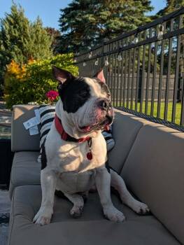 Rebel -  American Bulldog Dog for Adoption in Syracuse, New York - Rebel | PetCurious
