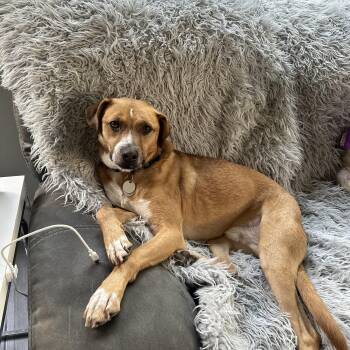 Jorge Rogelio Vicente Cortez III -  Rhodesian Ridgeback and Black Mouth Cur Dog for Adoption in San Diego, California - Jorge Rogelio Vicente Cortez III | PetCurious