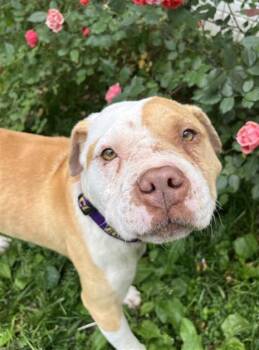 LINUS -  American Bulldog and Mixed Breed Dog for Adoption in Charlotte, North Carolina - LINUS | PetCurious