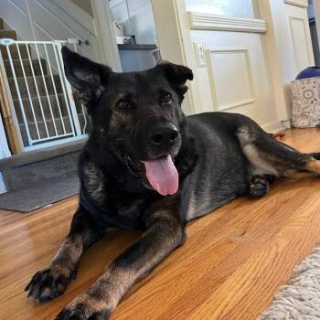 Rescue German Shepherd Dog Dogs for Adoption in Minneapolis, Minnesota - Luna The GSD | PetCurious