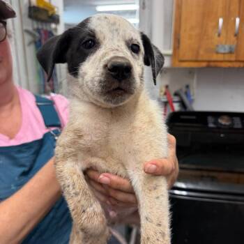 Shaft -  Australian Cattle Dog Blue Heeler Dog for Adoption in Evensville, Tennessee - Shaft | PetCurious