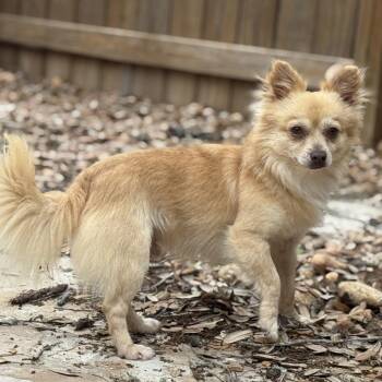 Liam -  Pomeranian and Chihuahua Dog for Adoption in Hondo, Texas - Liam | PetCurious