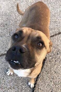 American Staffordshire Terrier Dogs Available for Adoption - Princess Peach | PetCurious