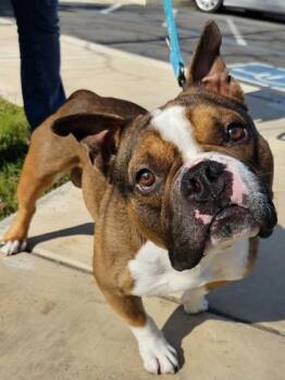 Mixed Breed Dogs Available for Adoption - Stud Muffin | PetCurious