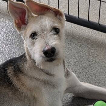 Rescue Wirehaired Terrier and German Shepherd Dog Dogs for Adoption in Kingman, Kansas - Drover | PetCurious