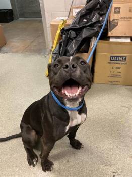 Mixed Breed Dogs Available for Adoption in Dallas, Texas - SUZIE | PetCurious