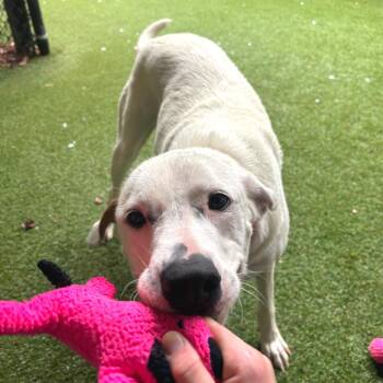 Penelope -  Mixed Breed Dog for Adoption in Asheville, North Carolina - Penelope | PetCurious