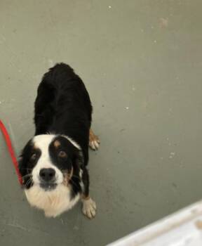 Clay -  Australian Shepherd Dog for Adoption in Fort Collins, Colorado - Clay | PetCurious