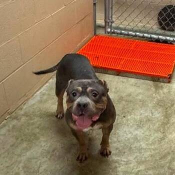 Diva -  Mixed Breed Dog for Adoption in Edwardsville, Illinois - Diva | PetCurious