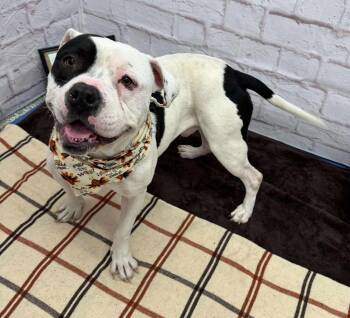 Rescue American Bulldog Dogs for Adoption in Midland, Michigan - Dollar | PetCurious