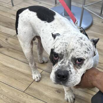 Charlie -  American Bulldog and Mixed Breed Dog for Adoption in Newark, New Jersey - Charlie | PetCurious
