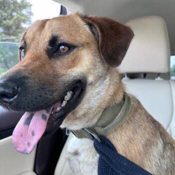 Black Mouth Cur Dogs Available for Adoption in Marshall, Texas - Honey | PetCurious