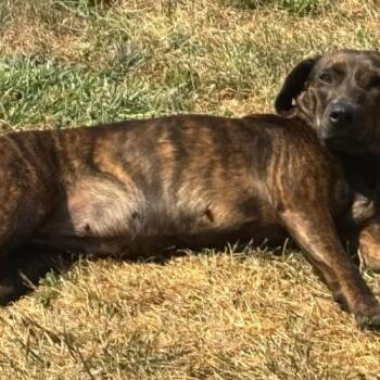 Hound and Mixed Breed Dogs Available for Adoption in Chester, Maryland - Mabel | PetCurious