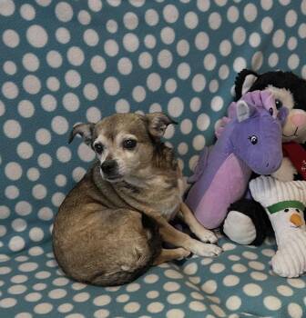 Chihuahua Dogs Available for Adoption - Puddles | PetCurious