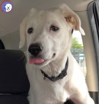 Great Pyrenees and Great Dane Dogs Available for Adoption in Spring, Texas - Marley | PetCurious