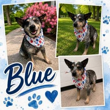 Blue -  Australian Cattle Dog Blue Heeler and Mixed Breed Dog for Adoption in Seagoville, Texas - Blue | PetCurious
