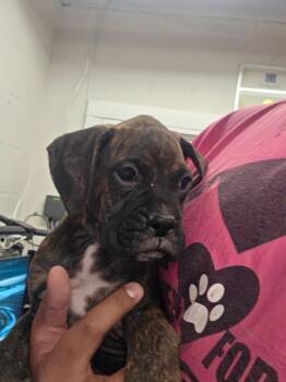 Boxer P1 -  Boxer Dog for Adoption in Pahrump, Nevada - Boxer P1 | PetCurious