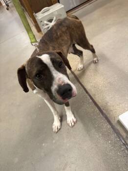 Rescue Mixed Breed Dogs for Adoption in Douglasville, Georgia - Sid | PetCurious