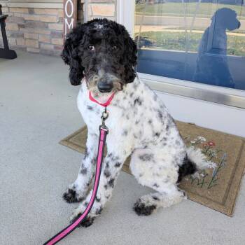 Rescue Poodle and Bernese Mountain Dog Dogs for Adoption in Rochester, Minnesota - Arlo | PetCurious