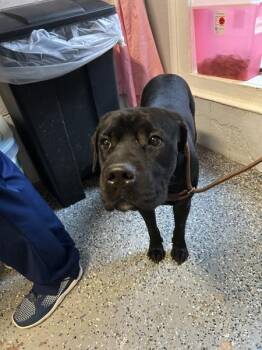 Michael -  Pit Bull Terrier and Labrador Retriever Dog for Adoption in Mobile, Alabama - Michael | PetCurious