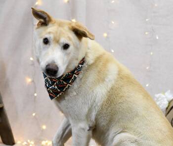 Yankee -  Shepherd Dog for Adoption in Defuniak Springs, Florida - Yankee | PetCurious
