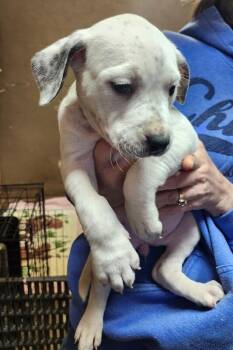 Dogo Argentino and Mixed Breed Dogs Available for Adoption - Isabella | PetCurious