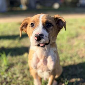 Mixed Breed Dogs Available for Adoption - Yonder | PetCurious