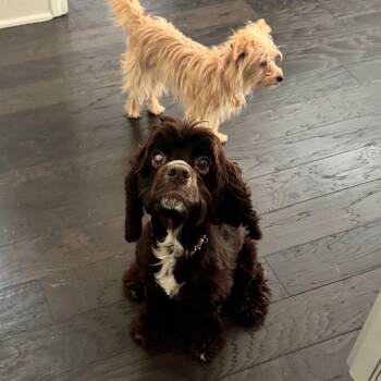 Hilary -  Cocker Spaniel Dog for Adoption in Austell, Georgia - Hilary | PetCurious