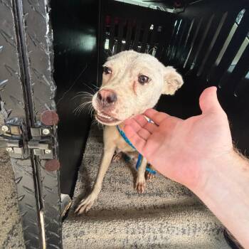 Tara -  Shepherd Dog for Adoption in Montgomery, Alabama - Tara | PetCurious