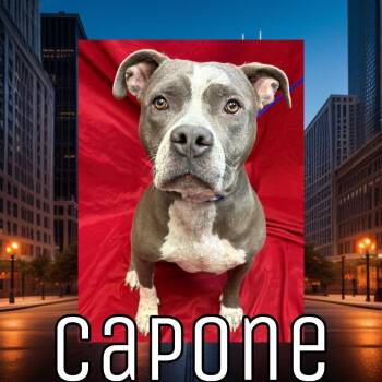 Capone -  Pit Bull Terrier Dog for Adoption in Royse City, Texas - Capone | PetCurious