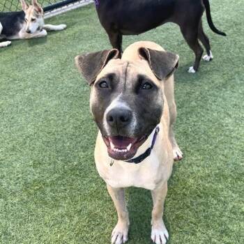 Labrador Retriever and Mixed Breed Dogs Available for Adoption in Los Angeles, California - Michele | PetCurious