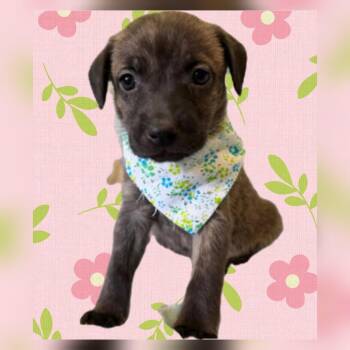 Plott Hound Dogs Available for Adoption in Plano, Texas - Birdie | PetCurious