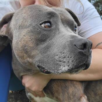 Rescue Pit Bull Terrier and Mixed Breed Dogs for Adoption in Tupelo, Mississippi - Roy- 052002T | PetCurious