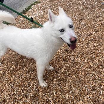 Husky Dogs Available for Adoption - Bandit | PetCurious