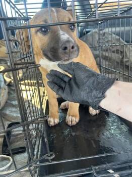 Labrador Retriever and Mixed Breed Dogs Available for Adoption - A372643 | PetCurious