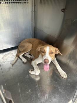 Rescue Mixed Breed Dogs for Adoption in Fort Worth, Texas - 59382459 | PetCurious